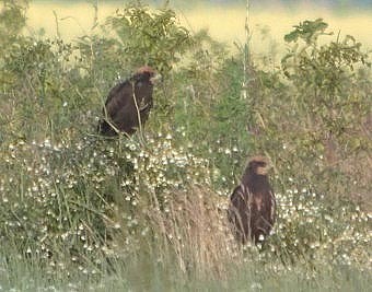 Bruinekiekendieven_juv100704